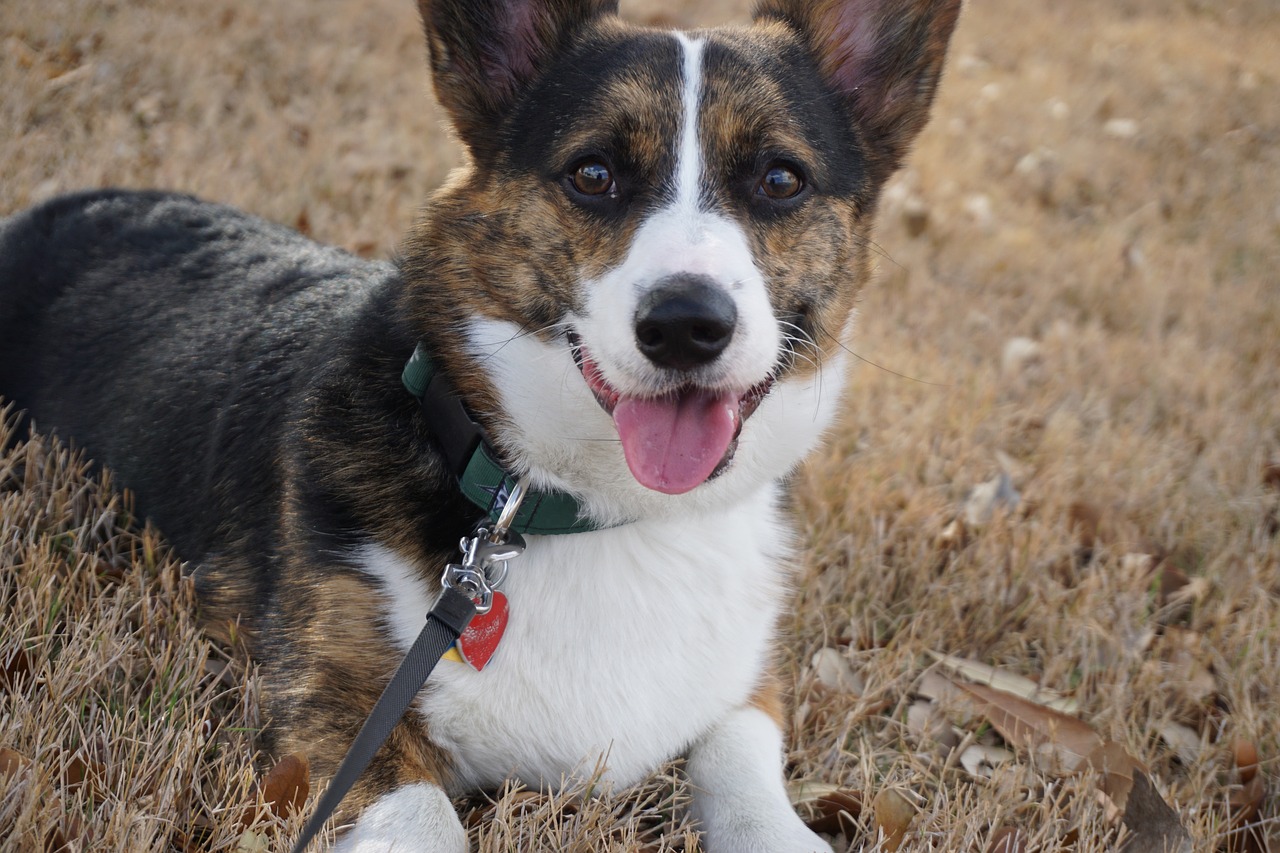 Understanding the Friendly Nature of the Cardigan Welsh Corgi